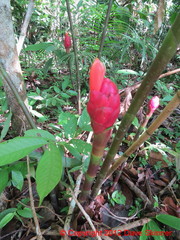 Costus spiralis