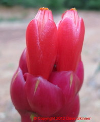 Costus spiralis