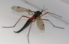 Tanyptera atrata
