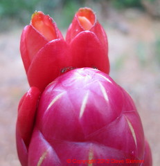 Costus spiralis