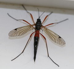 Tanyptera atrata