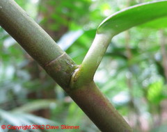 Costus spiralis