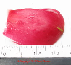 Costus spiralis