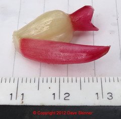 Costus spiralis