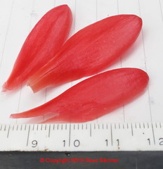Costus spiralis