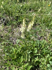Hedysarum sulphurescens