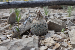Echinomastus mariposensis