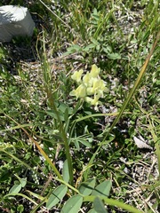 Oxytropis campestris