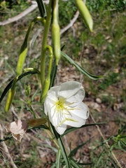 Oenothera nuttallii