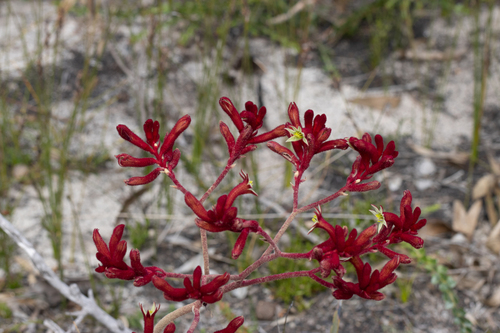 Anigozanthos rufus