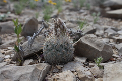 Echinomastus mariposensis