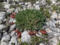 Oxytropis podocarpa