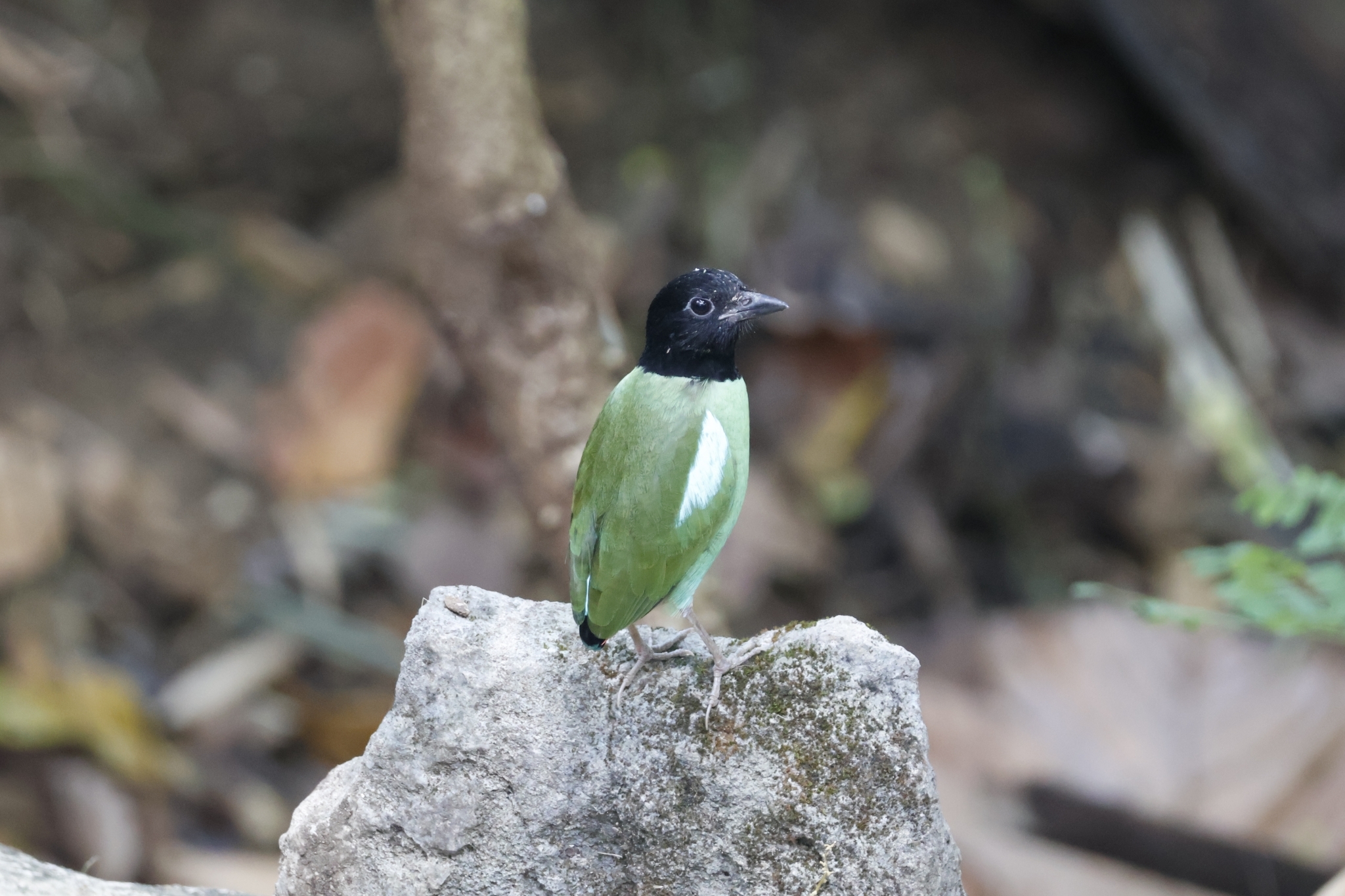 Western Hooded Pitta