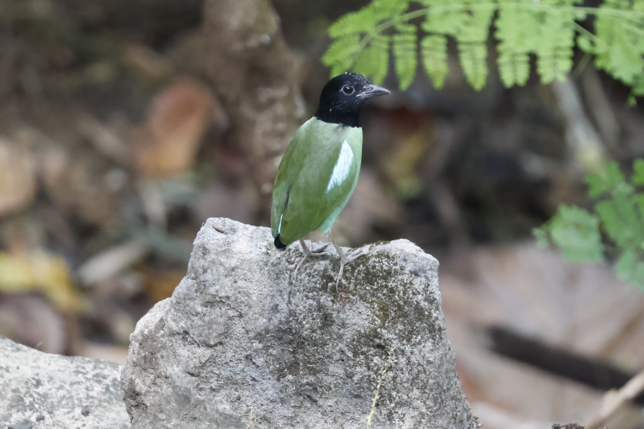 Western Hooded Pitta