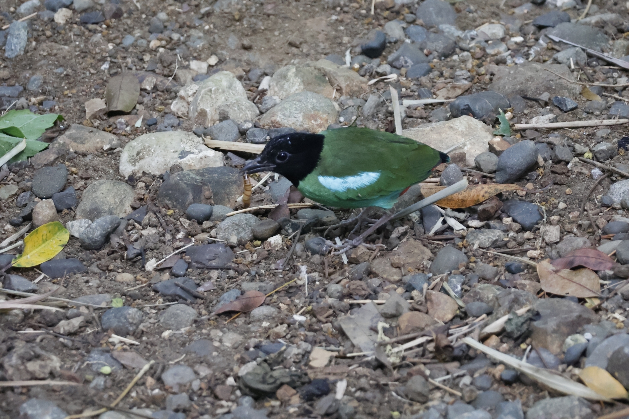 Western Hooded Pitta