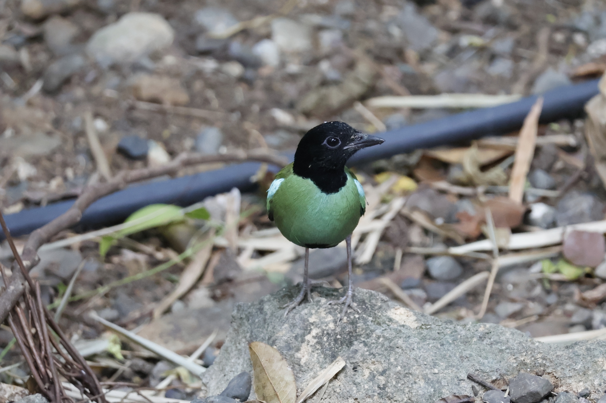 Western Hooded Pitta
