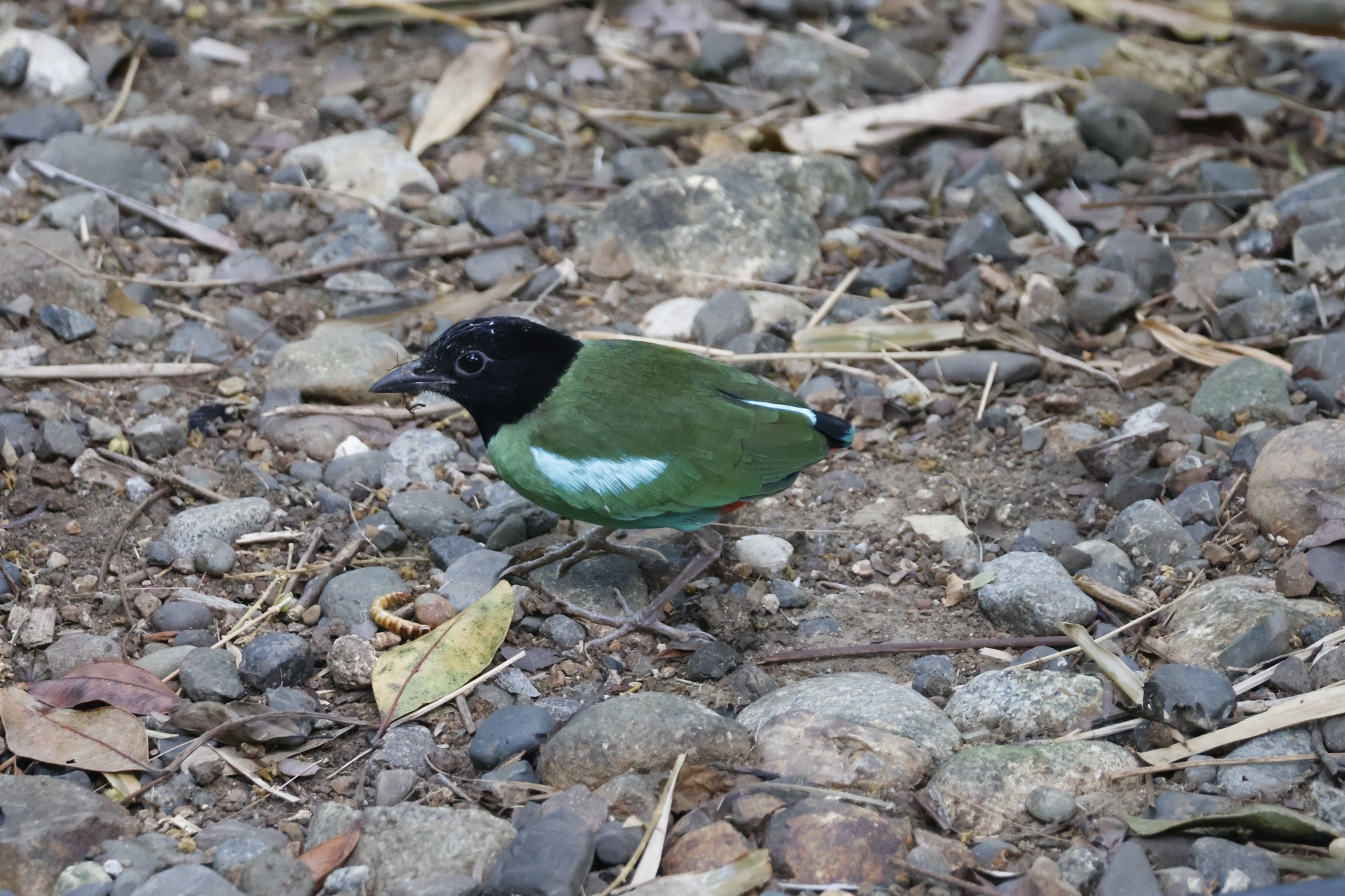Western Hooded Pitta