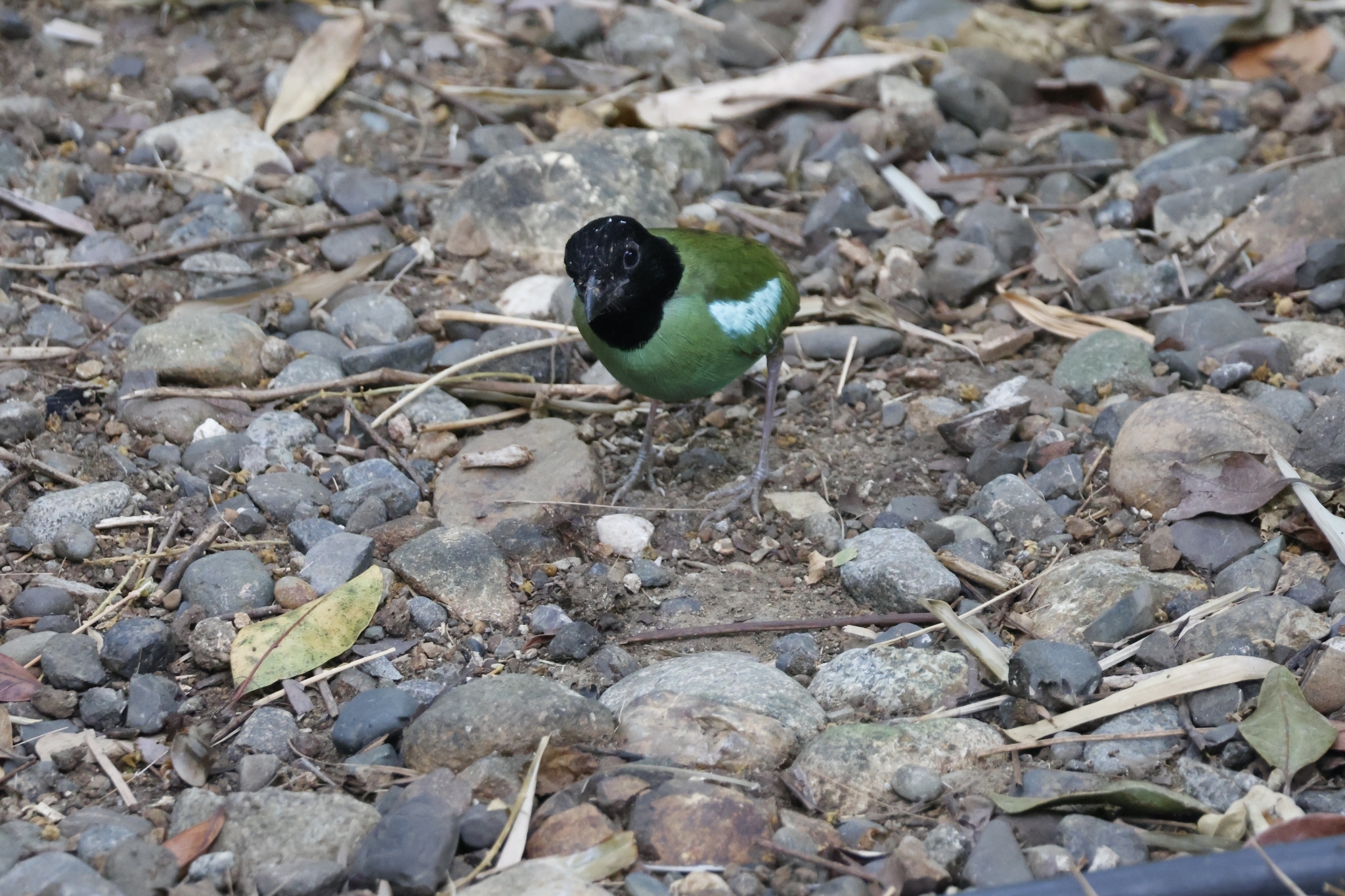 Western Hooded Pitta