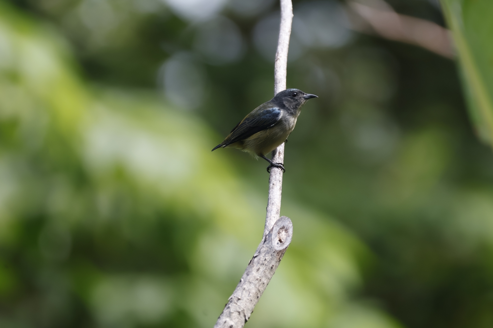 Pygmy Flowerpecker (Dicaeum pygmaeum), photo 1