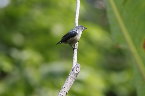 Pygmy Flowerpecker (Dicaeum pygmaeum), photo 2