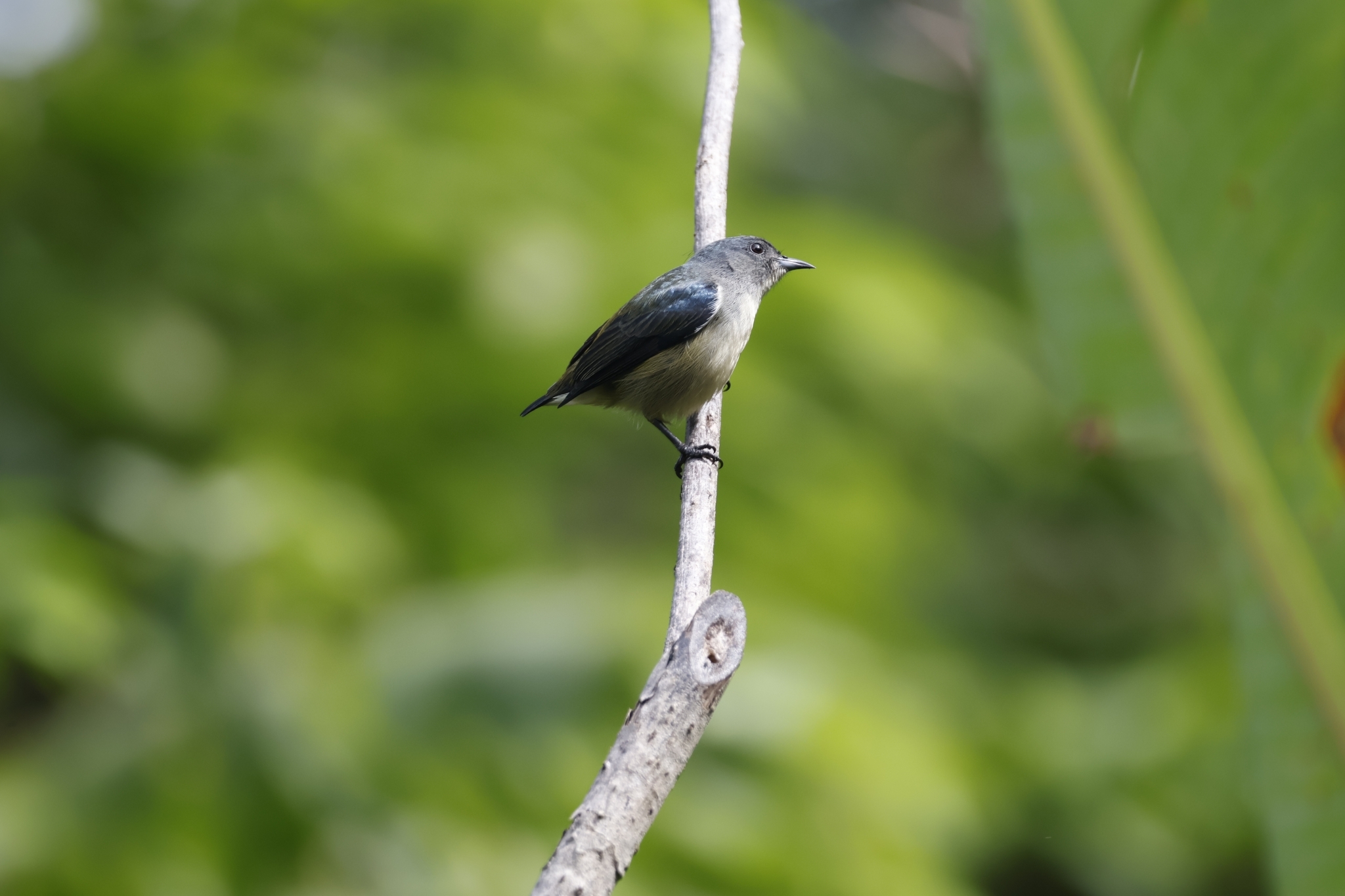 Pygmy Flowerpecker (Dicaeum pygmaeum), photo 2