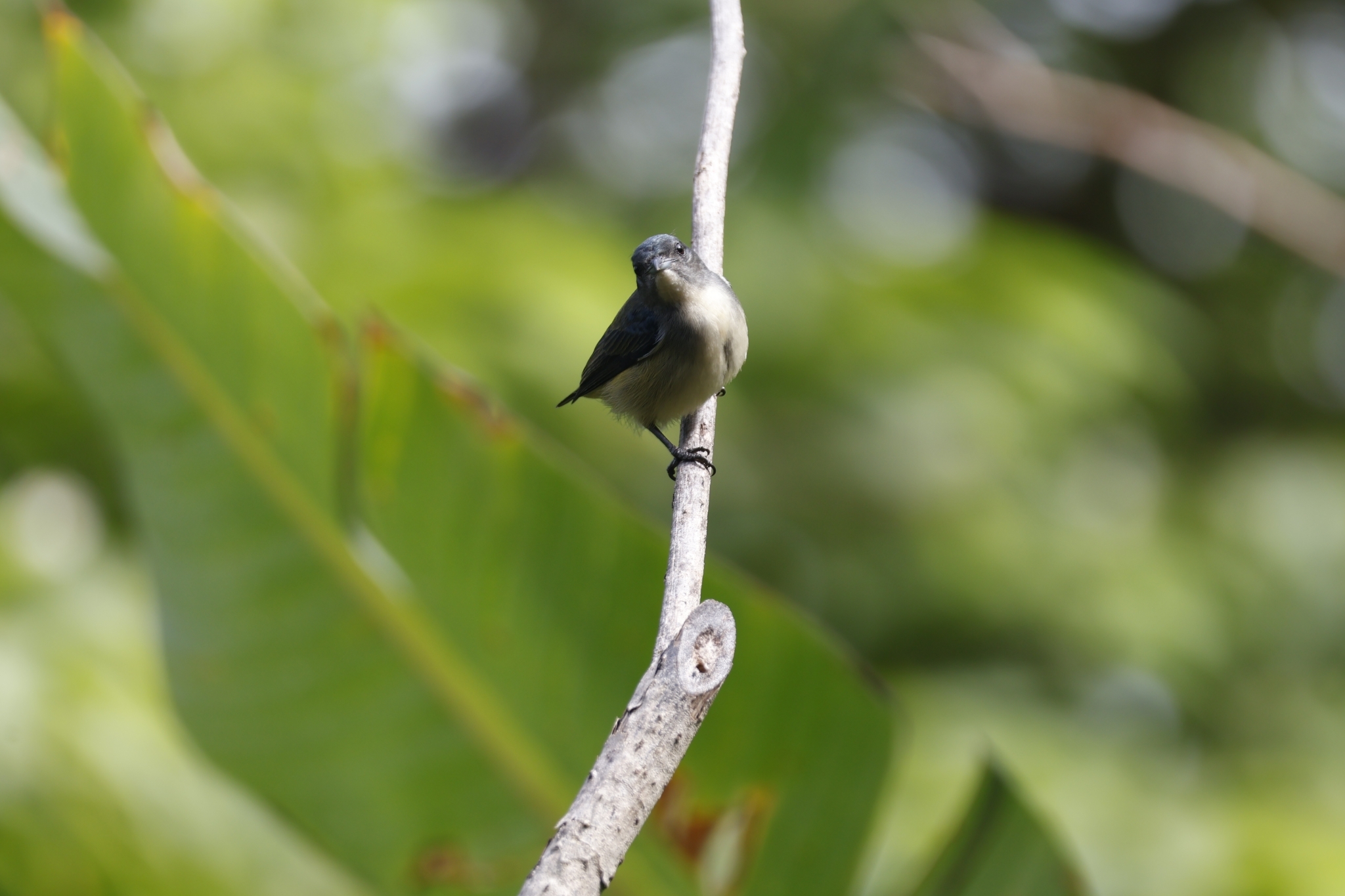 Pygmy Flowerpecker (Dicaeum pygmaeum), photo 6