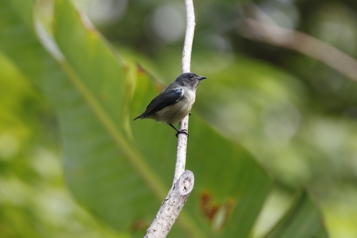 Pygmy Flowerpecker (Dicaeum pygmaeum), photo 7