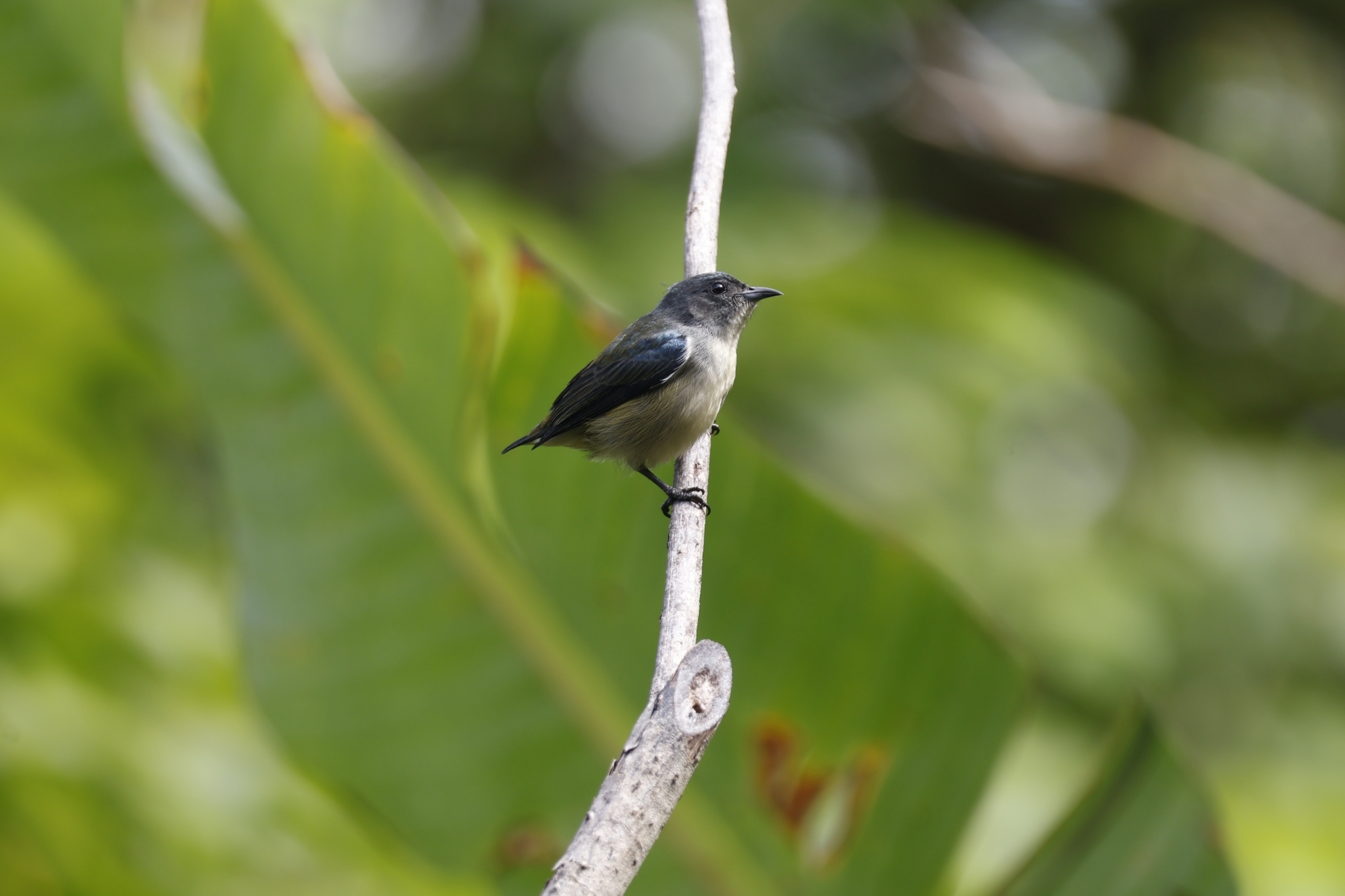 Pygmy Flowerpecker (Dicaeum pygmaeum), photo 7
