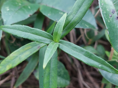 Sphagneticola calendulacea iNat (1)