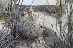 Echinomastus mariposensis