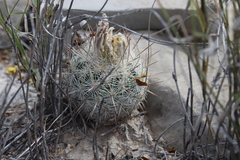Echinomastus mariposensis
