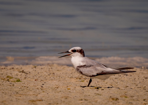 iNaturalist image