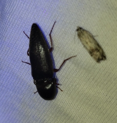 Diplostethus opacicollis