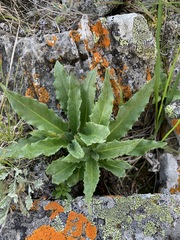 Saussurea nuda