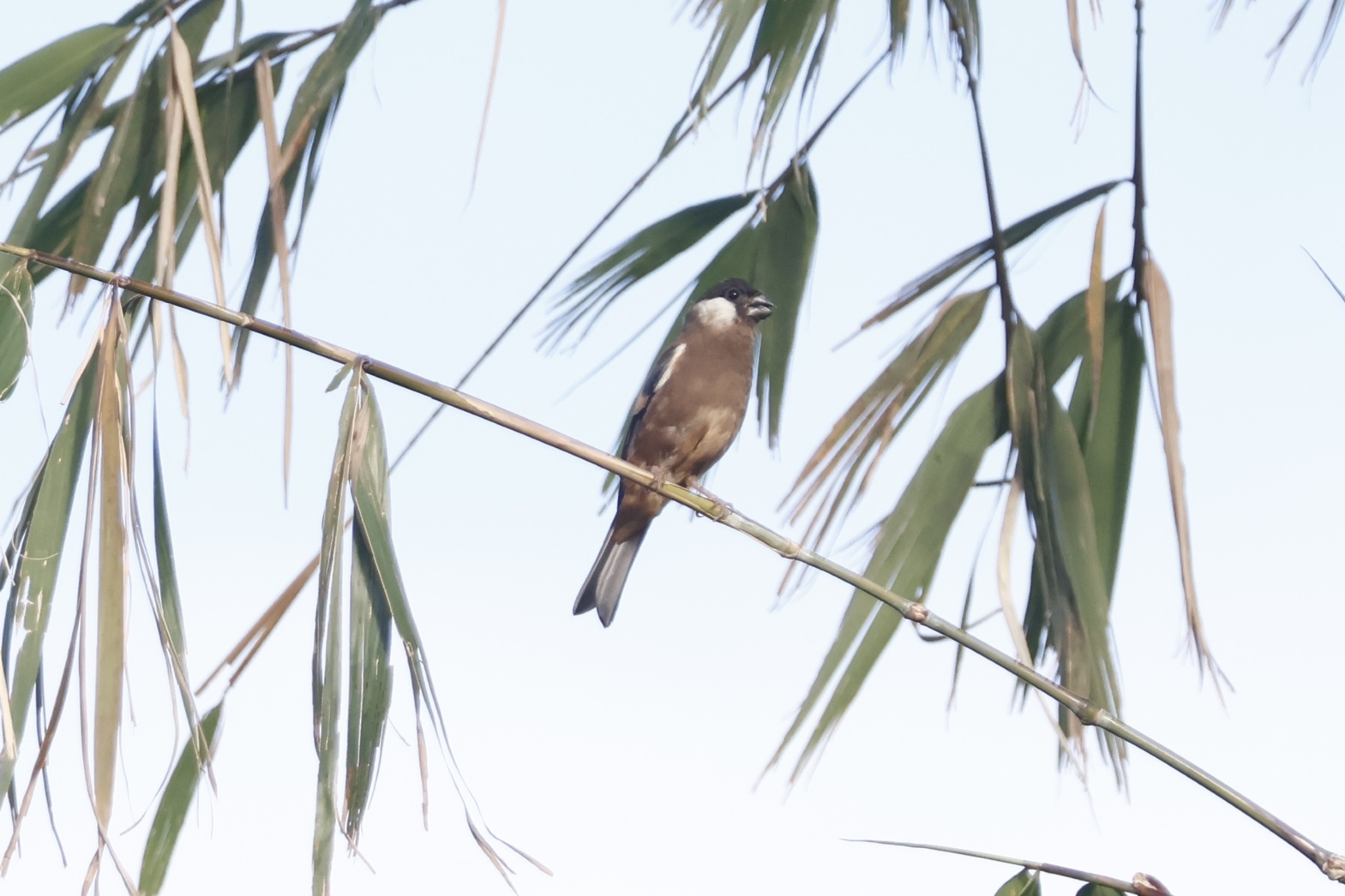 White-cheeked Bullfinch (Pyrrhula leucogenis)