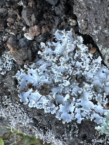 Parmotrema reticulatum, 2024-12-21