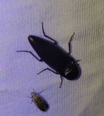 Diplostethus opacicollis