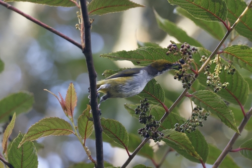 Olive-capped Flowerpecker (Dicaeum nigrilore), photo 7