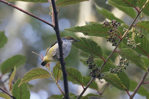 Olive-capped Flowerpecker (Dicaeum nigrilore), photo 7