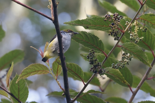 Olive-capped Flowerpecker (Dicaeum nigrilore), photo 8