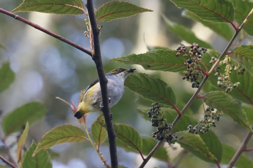 Olive-capped Flowerpecker (Dicaeum nigrilore), photo 9