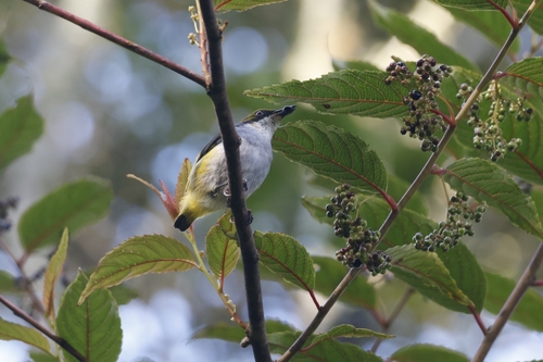 Olive-capped Flowerpecker (Dicaeum nigrilore), photo 10