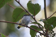 Olive-Capped Flowerpecker photo 4
