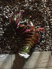 Kalanchoe luciae