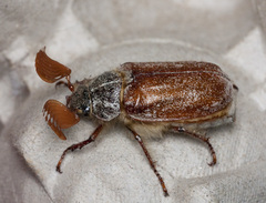 Polyphylla devestiva