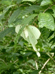Actias selene