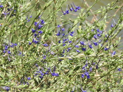Delphinium peregrinum