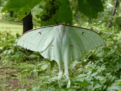 Actias selene