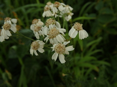Achillea impatiens