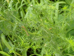 Achillea impatiens